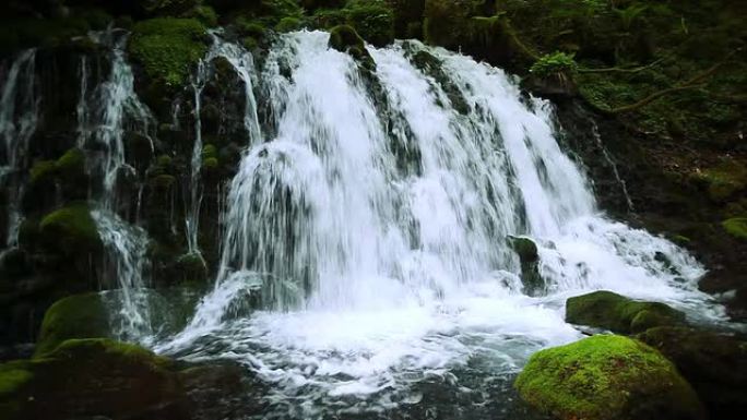 绿色森林中的溪流