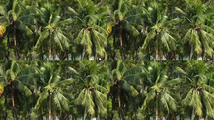 椰子树在蓝天4k中轻轻地摇着