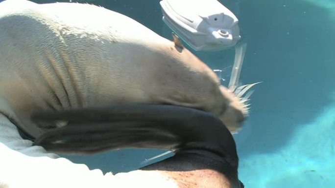 发痒的海狮-高清30F