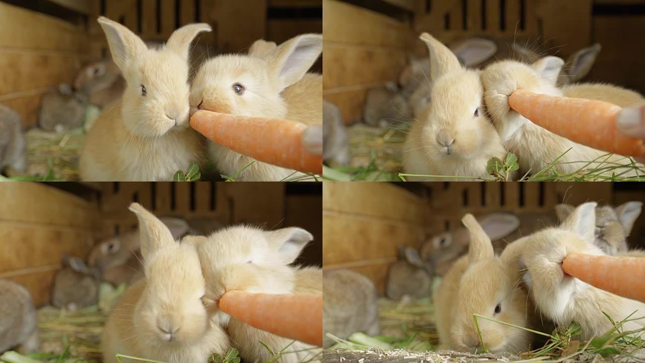 特写: 美丽蓬松的浅棕色小兔子吃新鲜多汁的胡萝卜