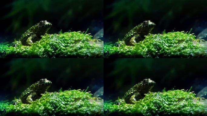 热带雨林中的小青蛙