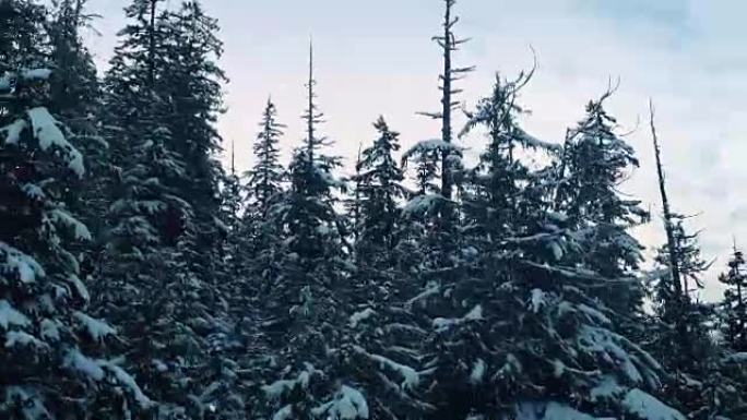 落雪树木天线