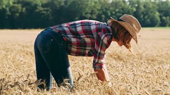 女农民在阳光明媚，田园诗般的乡村小麦作物，慢动作