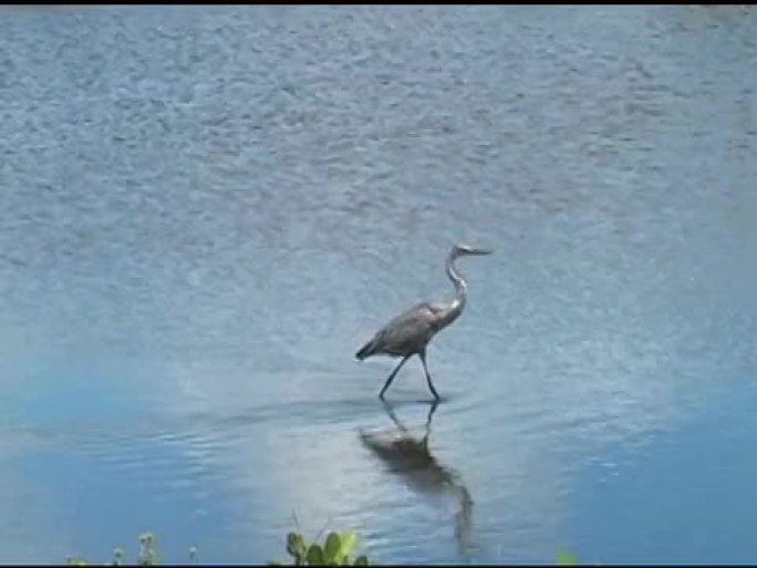 涉水鸟漫步野生动物保护生物生态飞翔飞鸟