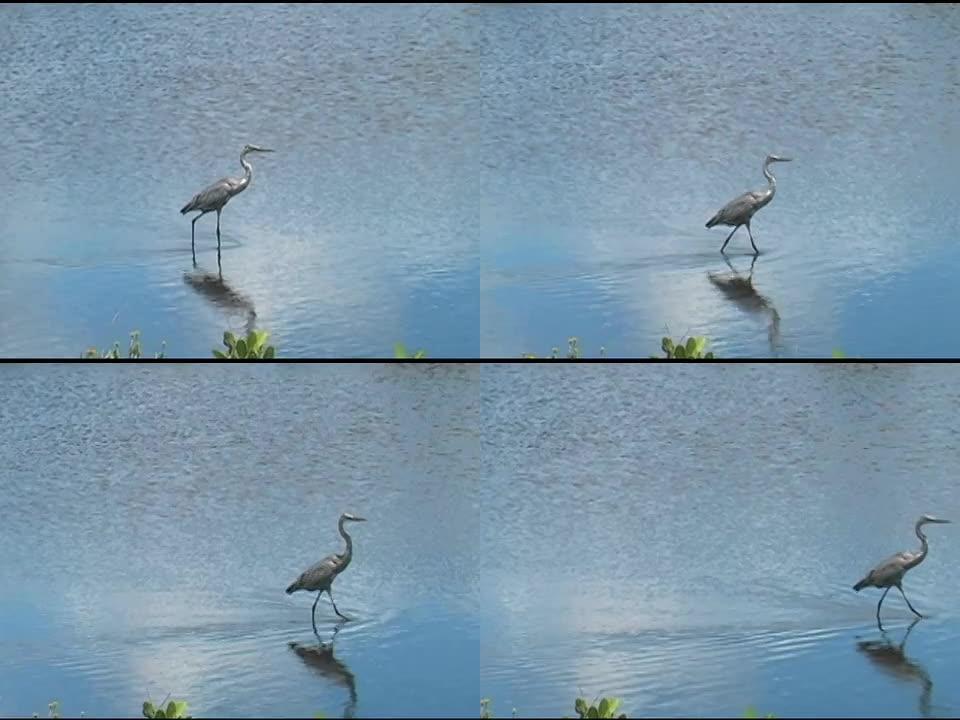 涉水鸟漫步野生动物保护生物生态飞翔飞鸟