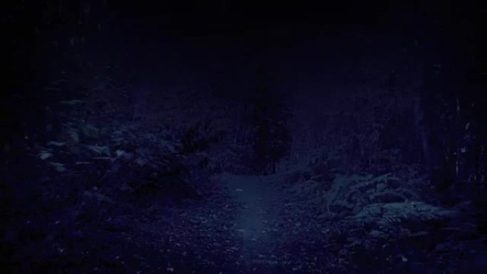 可怕的视点在晚上穿过树林