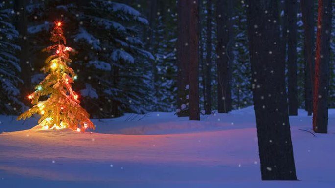 雪地森林里的圣诞树在户外闪闪发光