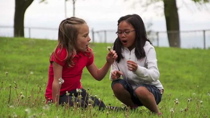 两个年轻女孩在草地上玩耍和吹蒲公英