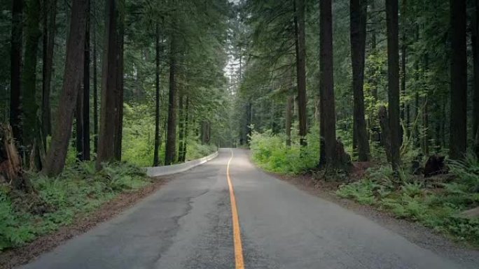 在穿越夏季森林的道路上崛起