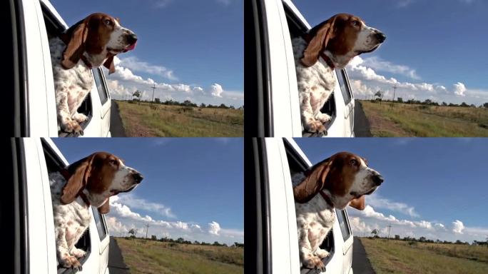巴塞猎犬的慢动作，头部离开车窗，耳朵拍打