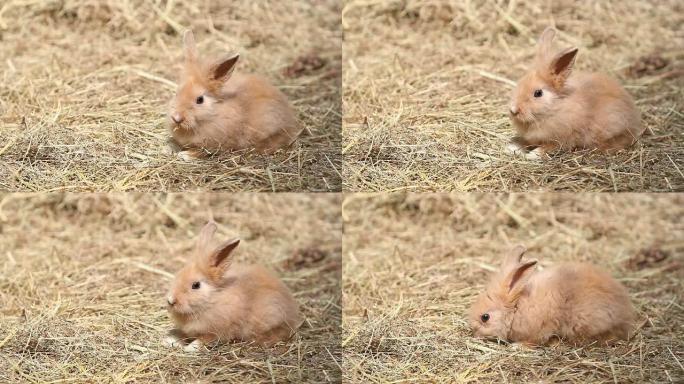 兔子宝宝