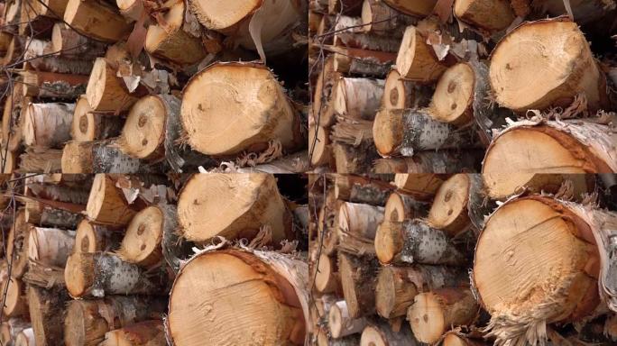 特写: 新切割的桦树树干堆放在木材场的巨大木桩中