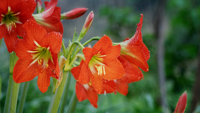 唯美花朵朱顶红雨中花朵花瓣雨露