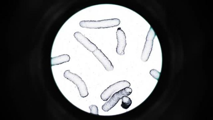 显微镜下的细菌-白色
