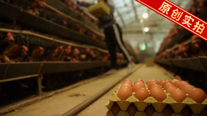 4K农村蛋鸡养殖场 传统养殖