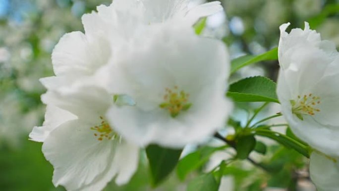 春天的苹果开花。阳光花园中苹果树开花。