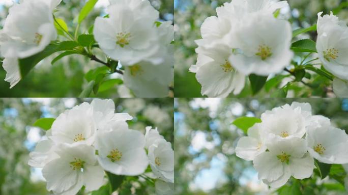 春天的苹果开花。阳光花园中苹果树开花。