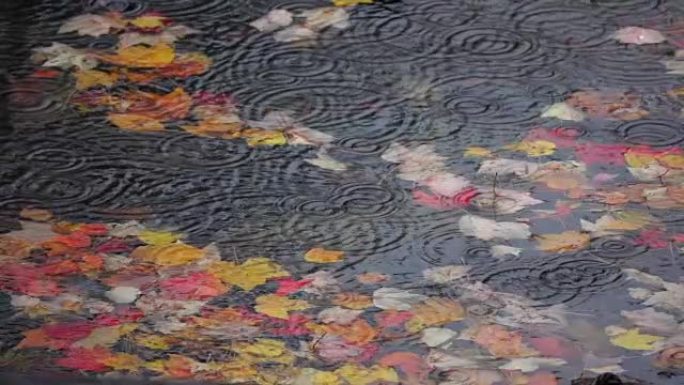 慢动作: 雨水滴落在河流中漂浮的生动秋叶上