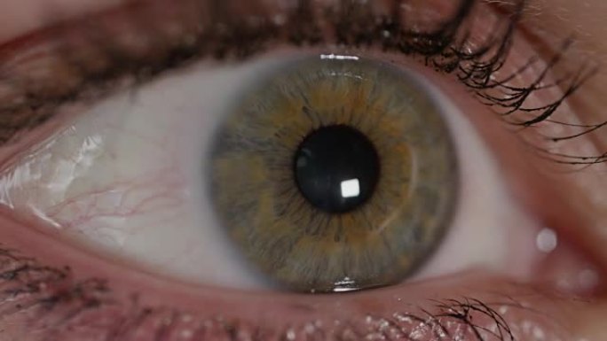 慢动作宏观: 绿眼睛被明亮的阳光刺激，瞳孔收缩。