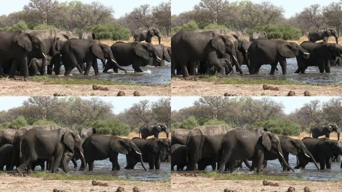 在博茨瓦纳河上繁殖的大象群