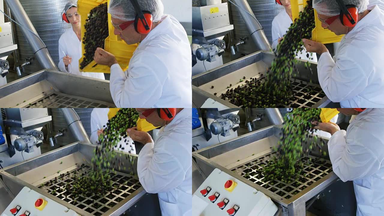 技术员将收获的橄榄放入机器中