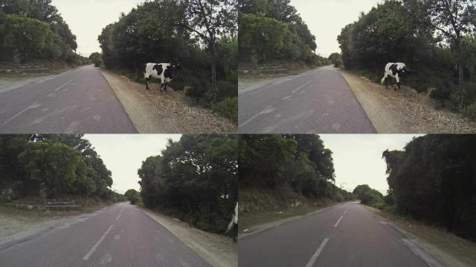 车载摄像机:汽车Vs愤怒的牛