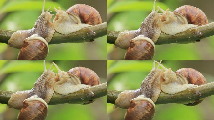 树枝上的蜗牛