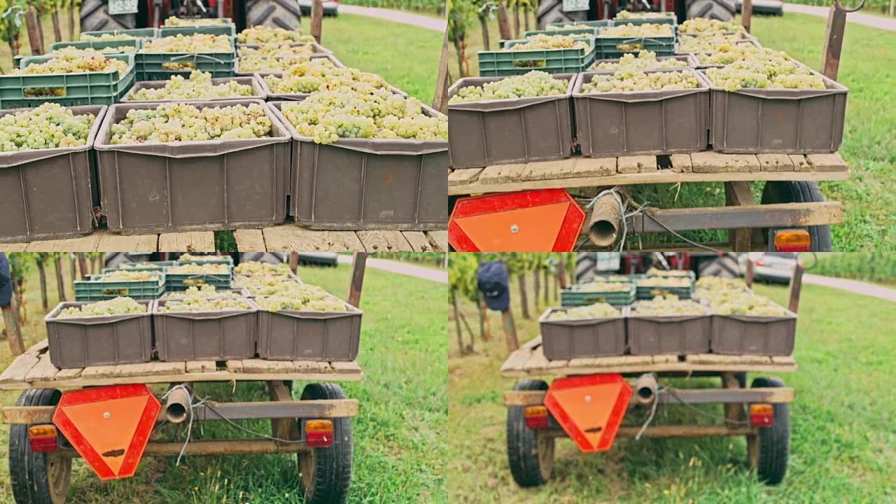 拖拉机在葡萄园中提取新鲜成熟的葡萄，实时