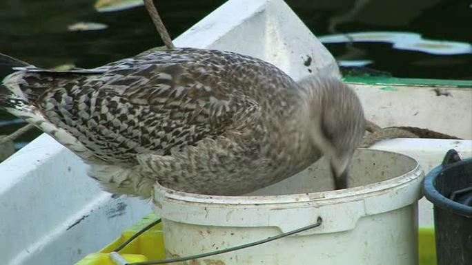 水桶里的海鸥水桶里的海鸥