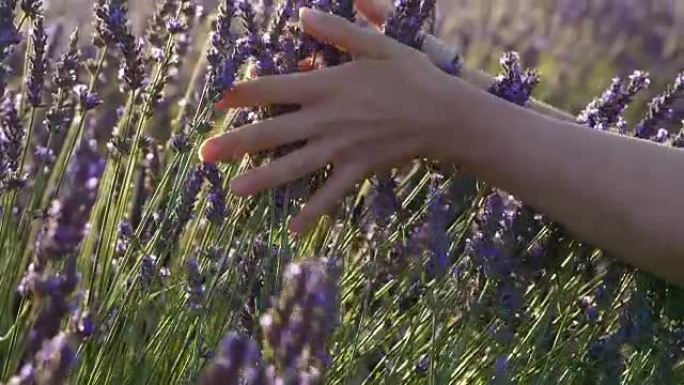 女人在田野上触摸薰衣草花。慢动作镜头