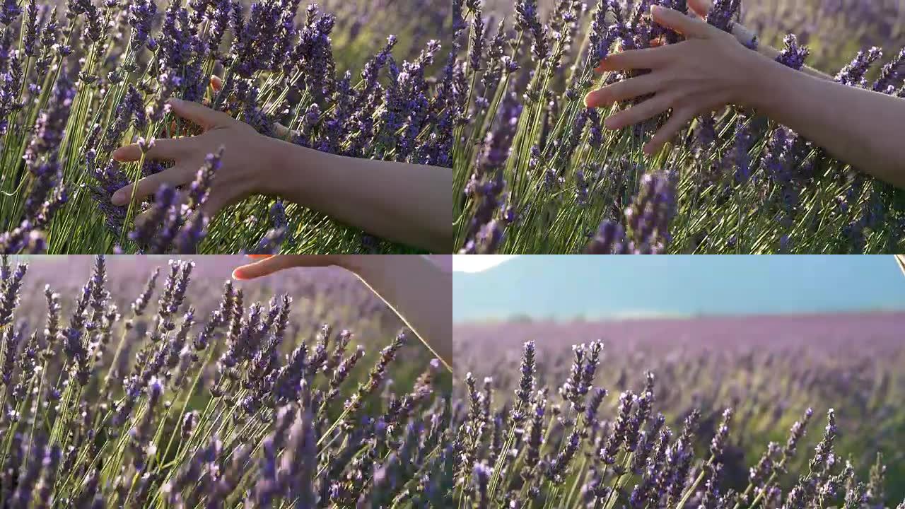 女人在田野上触摸薰衣草花。慢动作镜头
