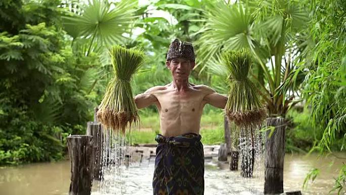 农民在雨季种植水稻。他被水和泥浸泡，准备种植。