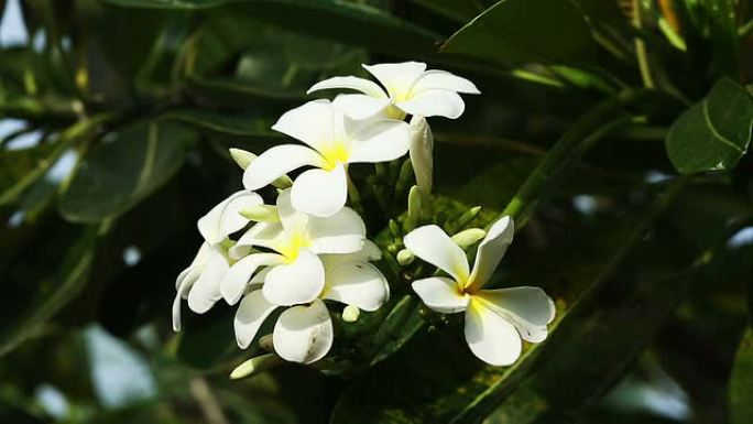 茉莉鲜花花蕊