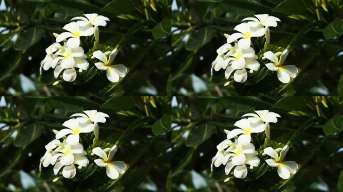 茉莉鲜花花蕊