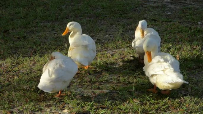 四只鸭子捕食鸭梳理羽毛饲养喂养