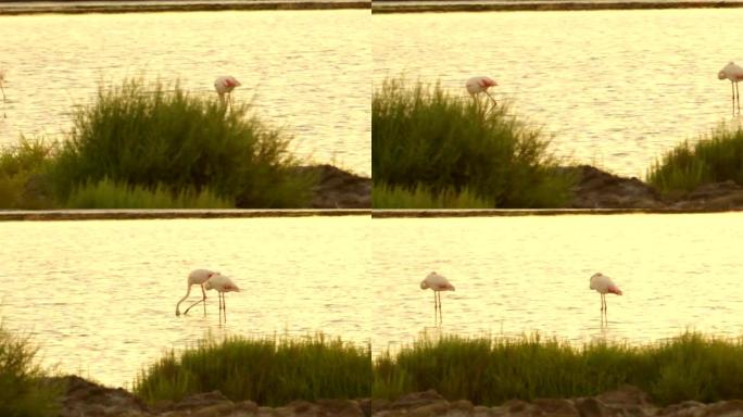 美丽的夏日日落时湖中的火烈鸟