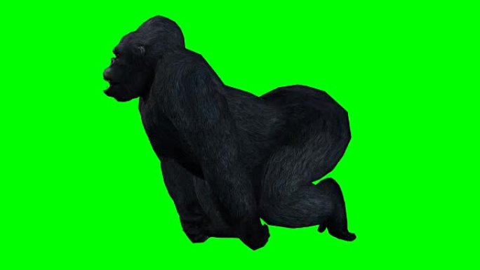 运行绿色屏幕的大猩猩 (可循环)