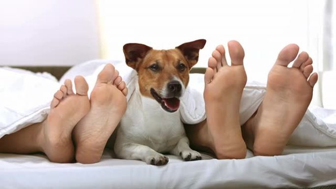 高清多莉: 狗躺在夫妇的两腿之间