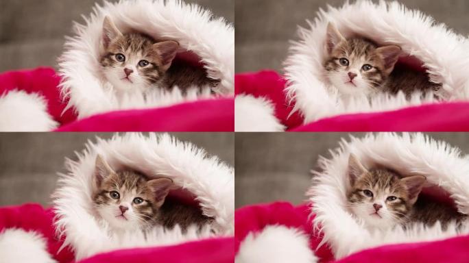 戴着圣诞老人帽子的可爱的虎斑小猫看着你