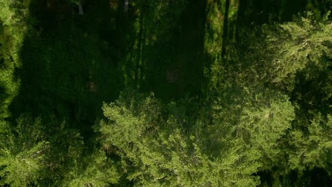 高清: 绿色森林的空中拍摄