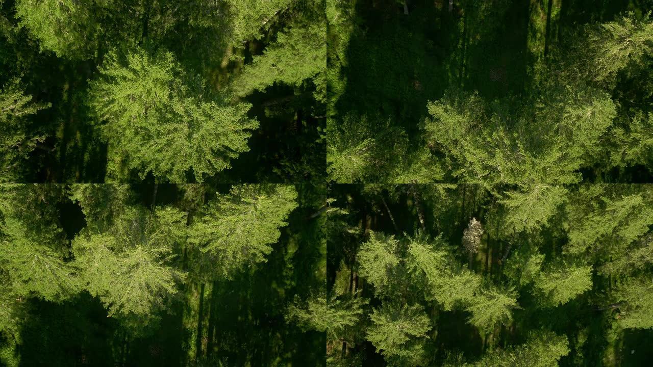 高清: 绿色森林的空中拍摄