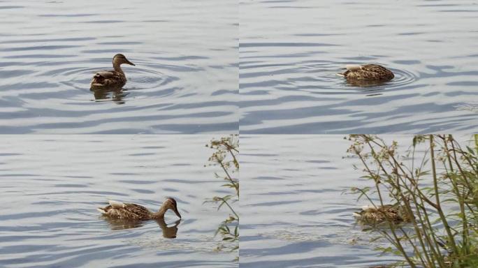 UHD 4k SLOMO: 一群鸭子在水中摇摆和玩耍