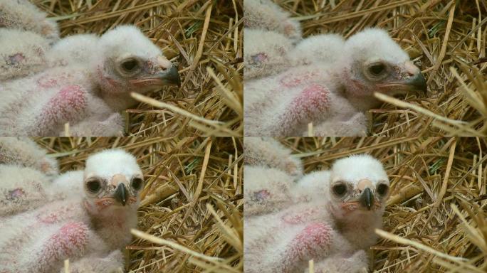 沼泽鹞鸡野生动物保护生物生态飞翔飞鸟