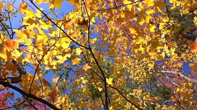 低角度慢动作在阳光明媚的秋天关闭黄色枫树脱落的叶子
