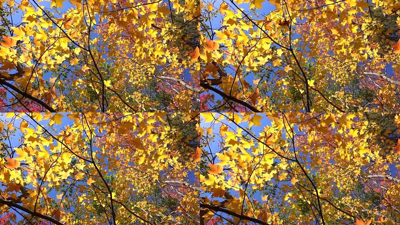 低角度慢动作在阳光明媚的秋天关闭黄色枫树脱落的叶子