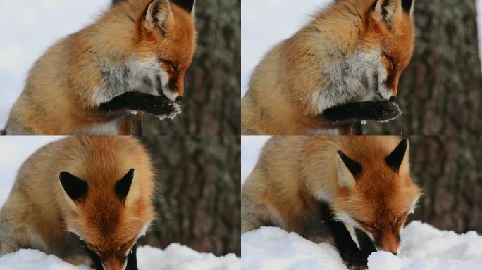 狐狸洗狐狸洗雪景野生动物