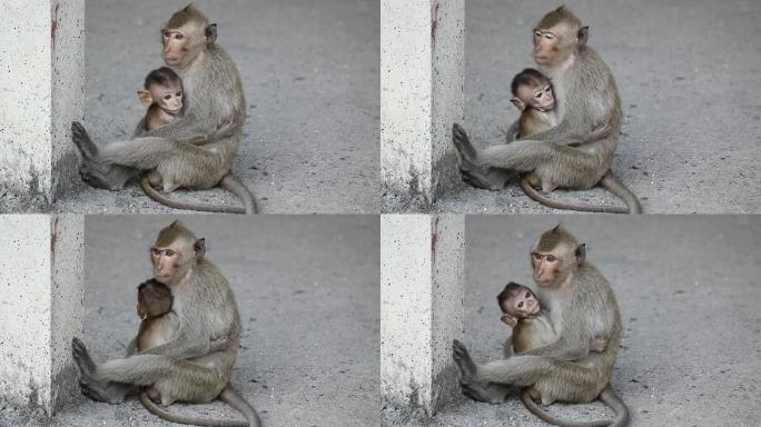 猴子宝宝在叫妈妈