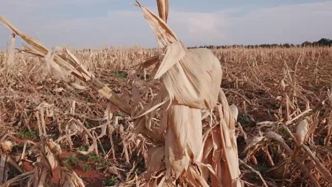 干旱和冰雹摧毁的玉米田全景
