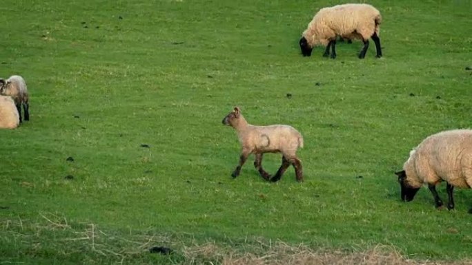 跟随羔羊在草地上奔跑