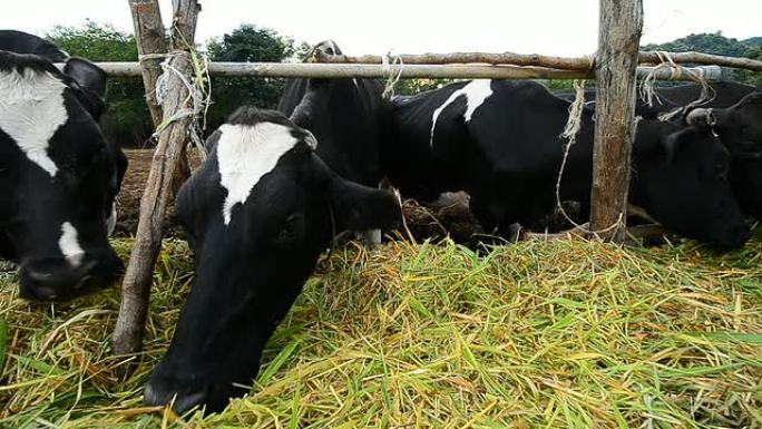 泰国农场的奶牛泰国农场的奶牛